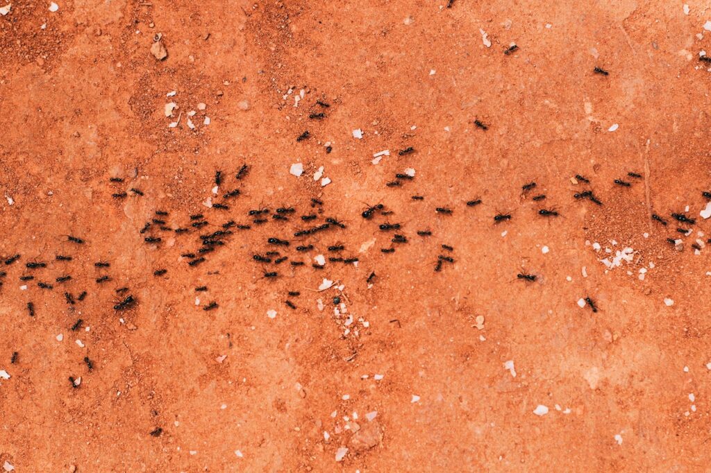 método natural para ahuyentar las hormigas